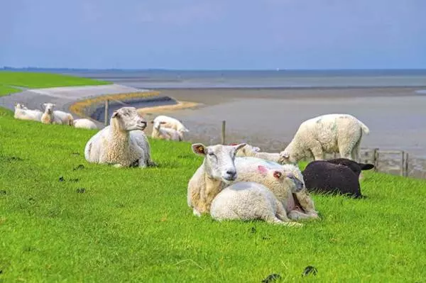 Zahlenmässig auf Texel klar in der Mehrheit: Schafe